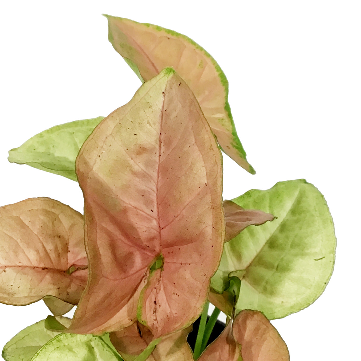 Syngonium, 4in, Neon Robusta