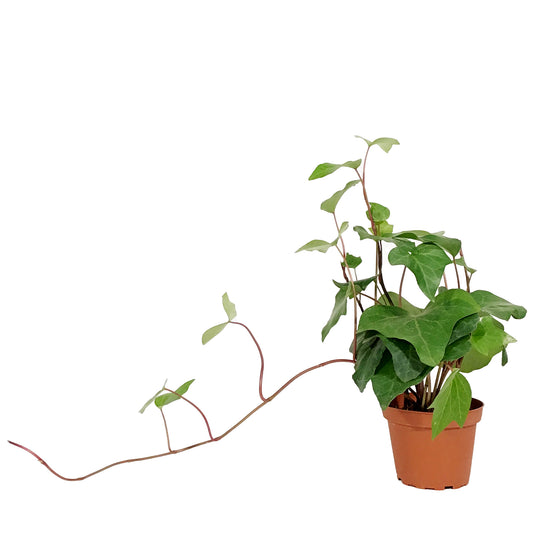Ivy, 4in, Algerian