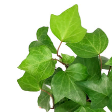 Load image into Gallery viewer, Ivy, 4in, Algerian

