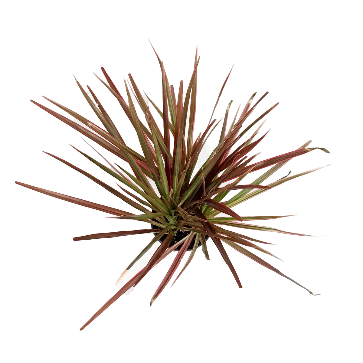 Dracaena, 4in, Colorama Tips