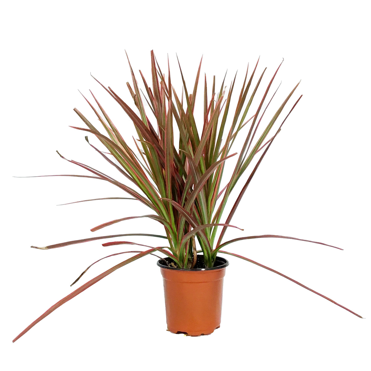 Dracaena, 4in, Colorama Tips