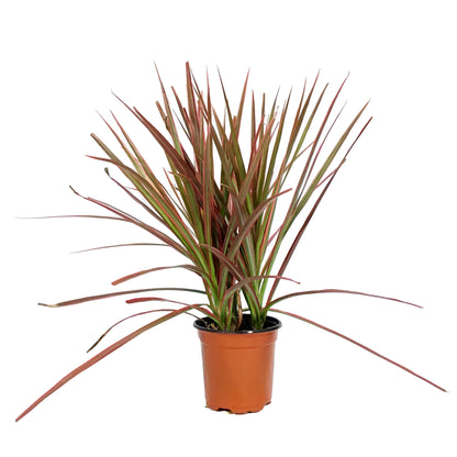 Dracaena, 4in, Colorama Tips