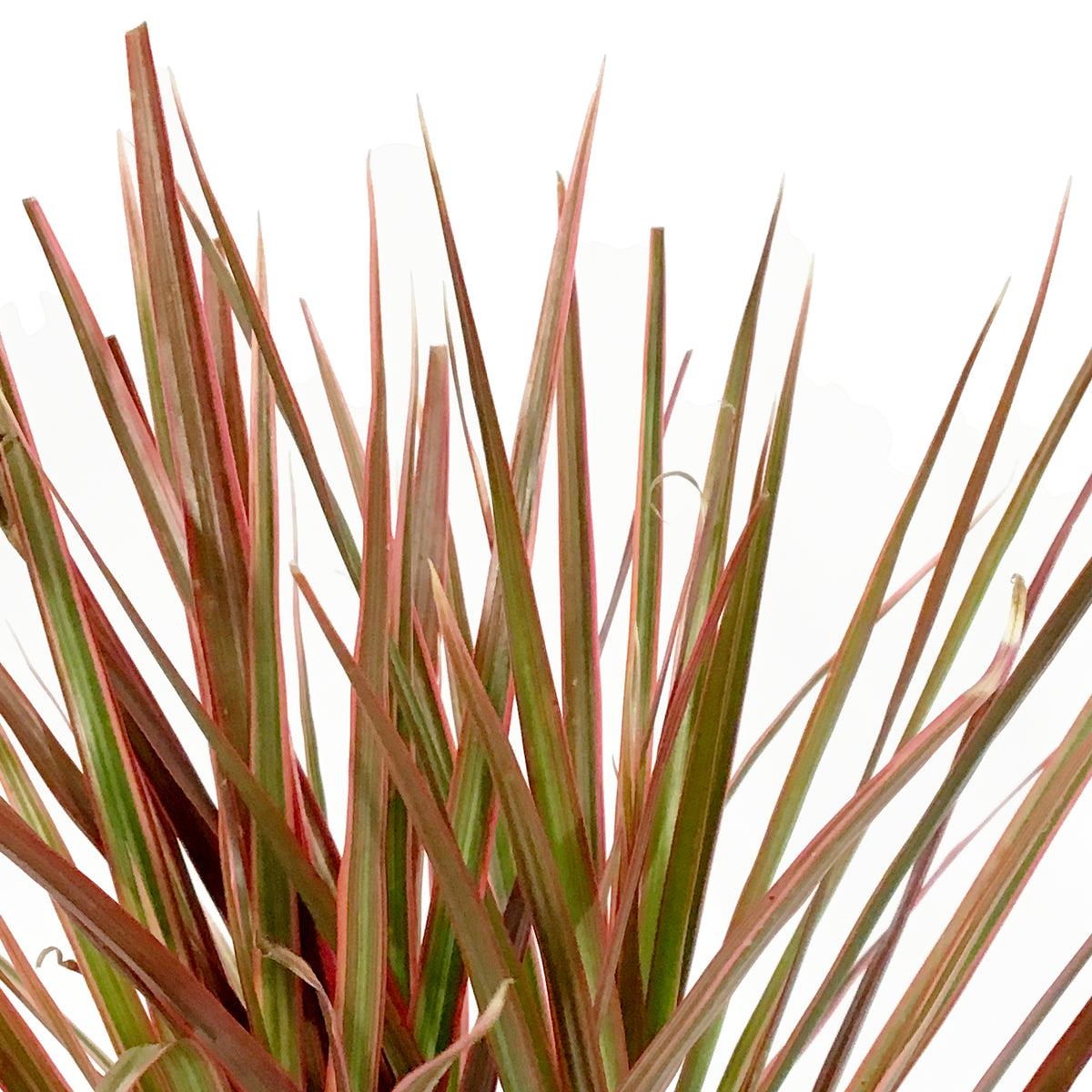 Dracaena, 4in, Colorama Tips