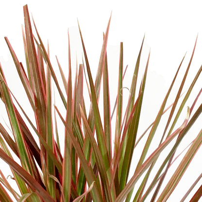 Dracaena, 4in, Colorama Tips
