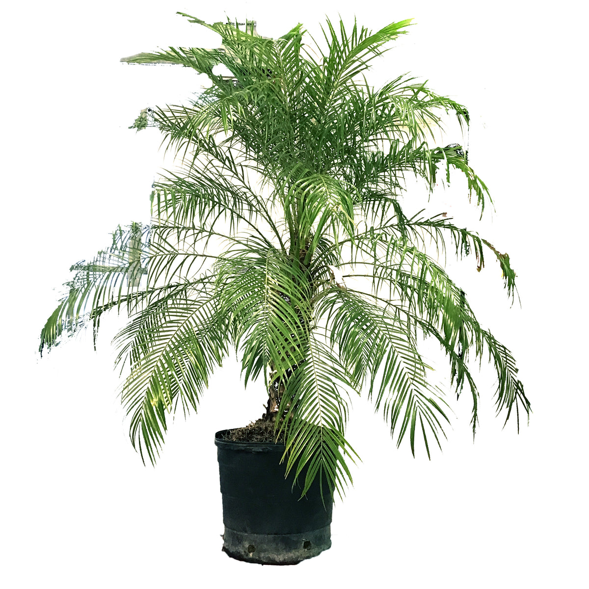 Palm, 17in, Roebelinii Multi Stem