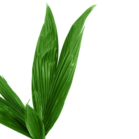 Palm, 10in, Coconut