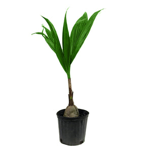 Palm, 10in, Coconut