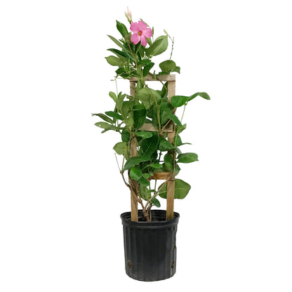 Mandevilla, 10in, Pink in a Trellis