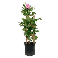 Load image into Gallery viewer, Mandevilla, 10in, Pink in a Trellis
