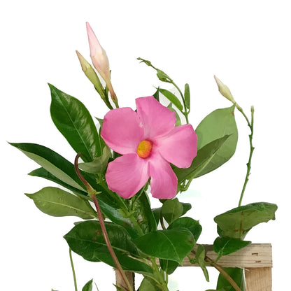 Mandevilla, 10in, Pink in a Trellis