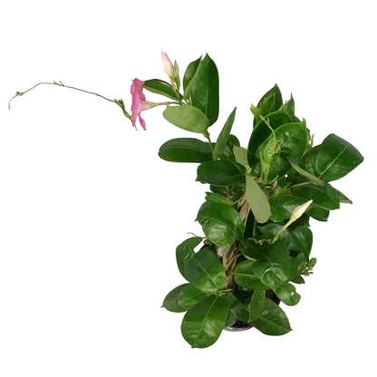 Mandevilla, 10in, Pink in a Trellis