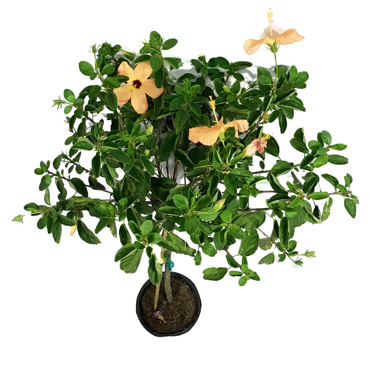 Hibiscus, 10in, Standard