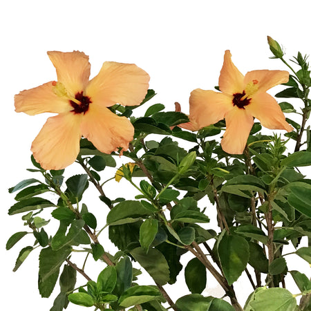 Hibiscus, 10in, Standard