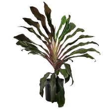 Load image into Gallery viewer, Cordyline, 10in, Singapore Twist
