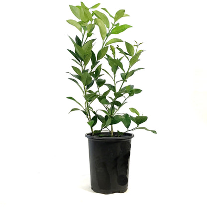 Lemon, 1 gal, Bearss Bush