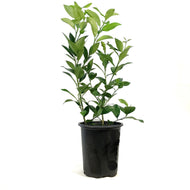 Lemon, 1 gal, Bearss Bush