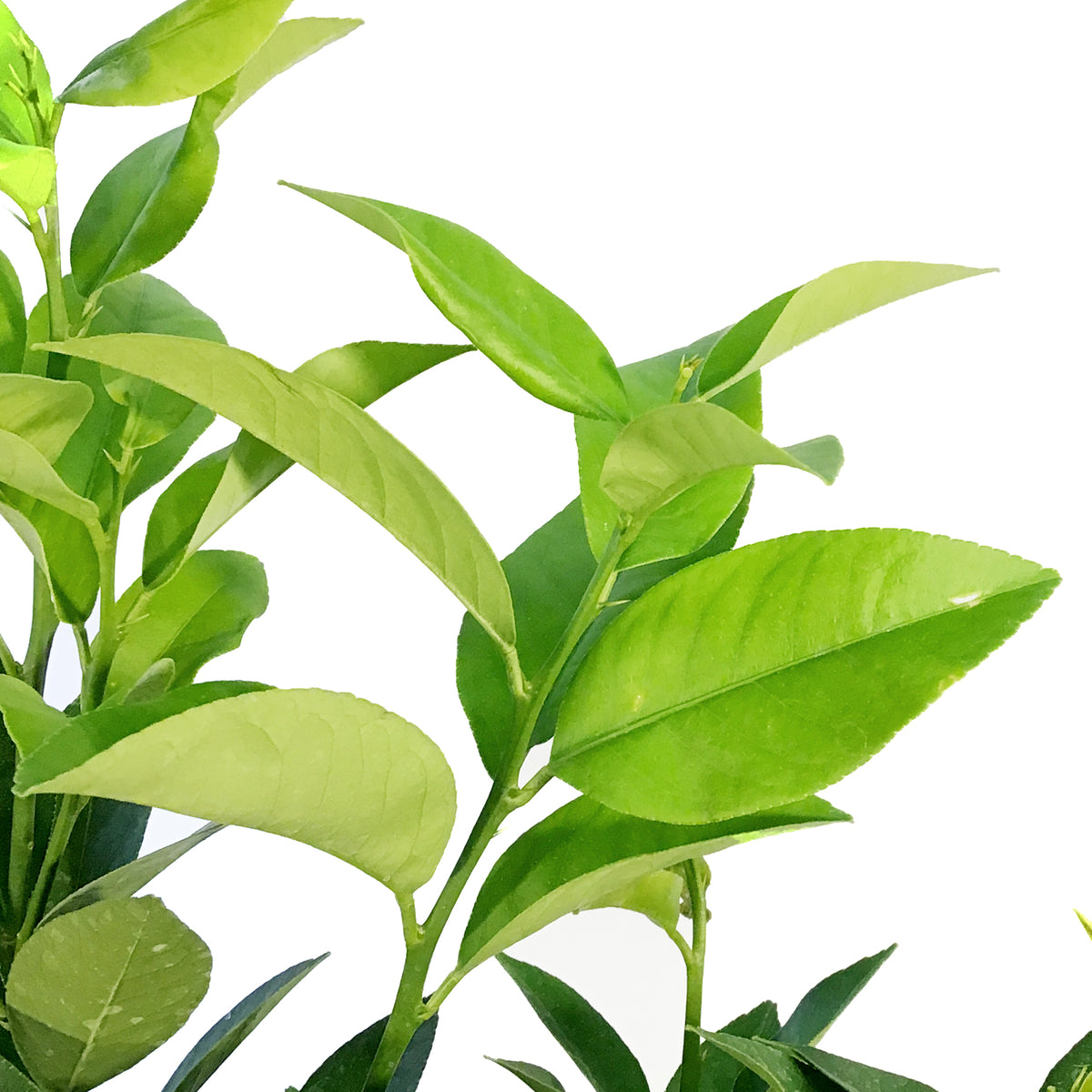 Lemon, 1 gal, Bearss Bush