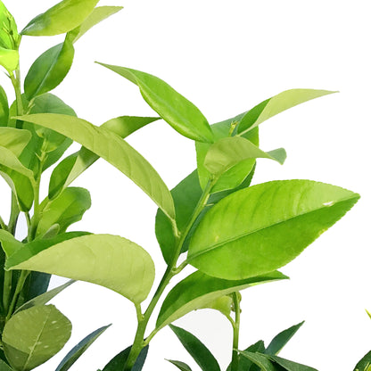 Lemon, 1 gal, Bearss Bush