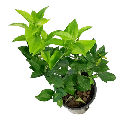 Lemon, 1 gal, Bearss Bush