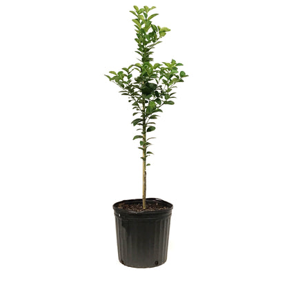 Lime, 5 Gal, Key