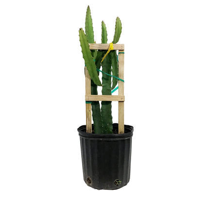 Dragon Fruit, 10in, Yellow in a Trellis