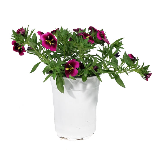 Annual, 5in, Calibrachoa