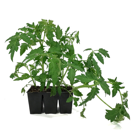 Vegetable, 6pk, Tomato
