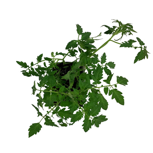 Vegetable, 6pk, Tomato