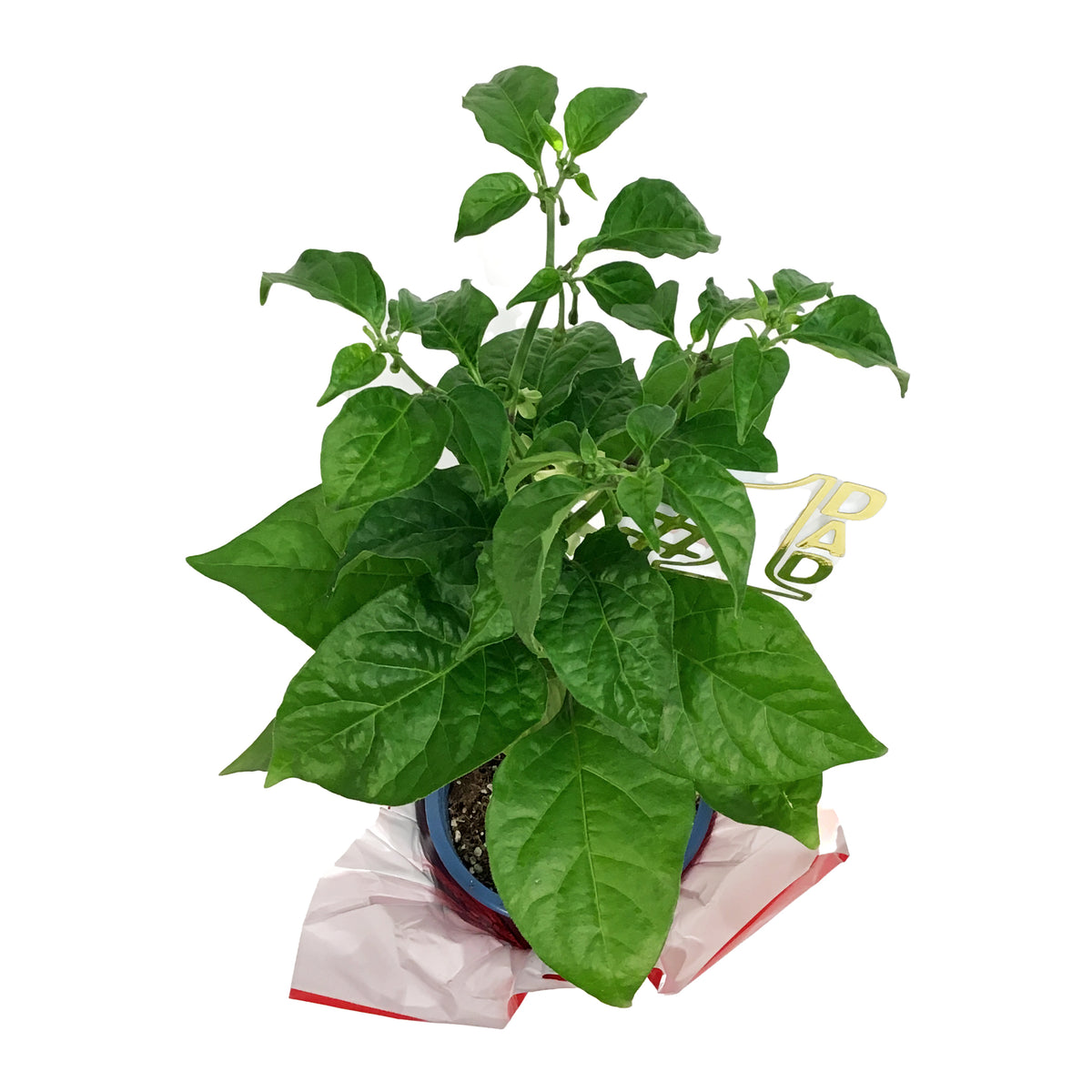 Father's Day Extreme Hot Pepper, 4in, Armageddon