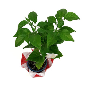 Father's Day Extreme Hot Pepper, 4in, Trinidad