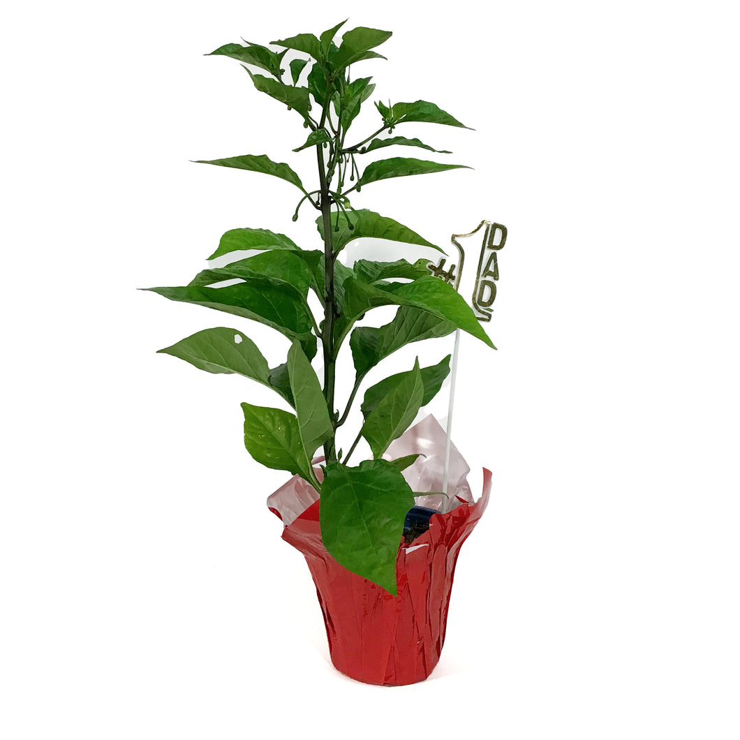 Father's Day Extreme Hot Pepper, 4in, Reaper