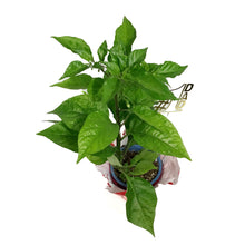 Load image into Gallery viewer, Father&#39;s Day Extreme Hot Pepper, 4in, Reaper
