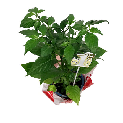 Father's Day Extreme Hot Pepper, 4in, Ghost