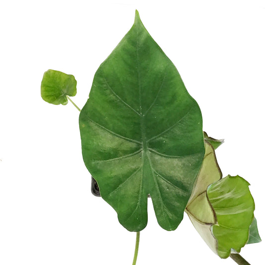 Alocasia, 5in, Calidora