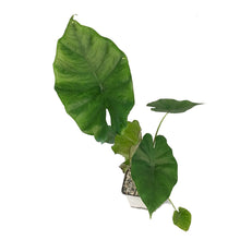 Load image into Gallery viewer, Alocasia, 5in, Calidora
