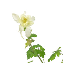Load image into Gallery viewer, Aquilegia, 9cm, Kirigami Yellow
