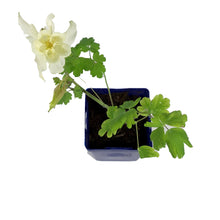 Load image into Gallery viewer, Aquilegia, 9cm, Kirigami Yellow
