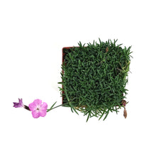 Load image into Gallery viewer, Dianthus, 9cm, Sternkissen
