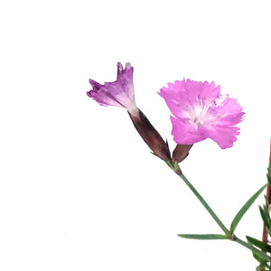 Dianthus, 9cm, Sternkissen