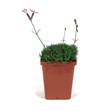 Load image into Gallery viewer, Dianthus, 9cm, Sternkissen

