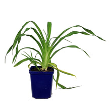 Load image into Gallery viewer, Hemerocallis, 15cm, Pardon Me

