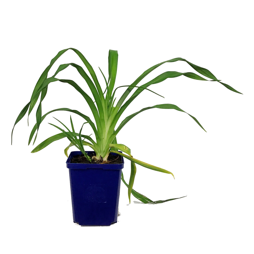 Hemerocallis, 15cm, Pardon Me