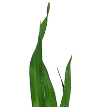 Load image into Gallery viewer, Hemerocallis, 15cm, Pardon Me
