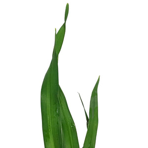 Hemerocallis, 15cm, Pardon Me