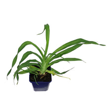 Load image into Gallery viewer, Hemerocallis, 15cm, Pardon Me
