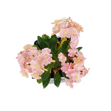 Load image into Gallery viewer, Lewisia, 11cm, Elise Mix
