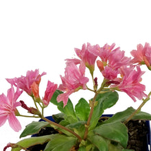 Load image into Gallery viewer, Lewisia, 11cm, Elise Mix
