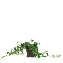 Load image into Gallery viewer, Lysimachia, 9cm, Creeping Jenny
