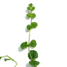 Load image into Gallery viewer, Lysimachia, 9cm, Creeping Jenny
