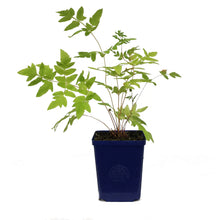 Load image into Gallery viewer, Fern, 11cm, Royal, Purple-Stemmed
